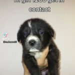 Central Asian shepherd pups available