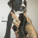 cane corso X bully