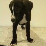 Oreo Corso X American bully