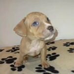 cane corso X American bully 6th December ready to go