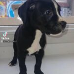 cane corso X bully