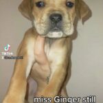 cane corso X bully