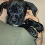 cane corso X bully OPEN TO OFFERS
