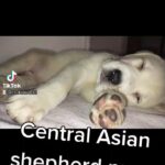 Central Asian shepherd pups ready open to offers