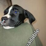 cane corso X bully