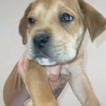 cane corso X bully