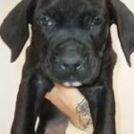 cane corso X bully open to offers