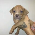cane corso X American bully/cane corso pups available