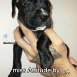 cane corso X bully