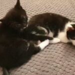 4 beautiful kittens