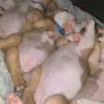 English bulldog pups