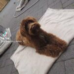 Cockapoo for sale