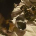 Kittens for sale