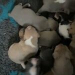 american bully pups for sale