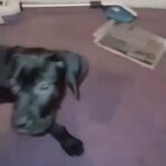 13 week old presa canario puppy