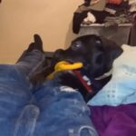 14 week old Presa Canario Puppy