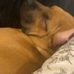 formentino cane corso