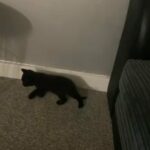 1 male kitten BLACK