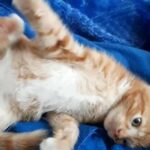 Ginger