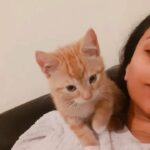 Ginger kitten