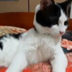 Oreo