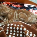 Ginger kitty