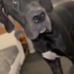 Great Dane for stud