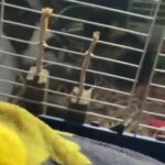 2 female Guinea pigs for sale