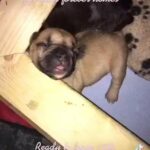 2 beautiful French Bulldogs