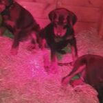 Dobermann Pup's Health Tested & KC'D