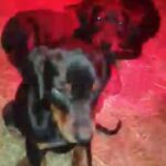 Dobermann Pup's KC Registered, Health Tested