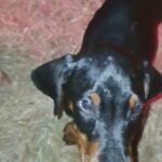 Doberman Pup's
