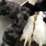 lovely labradoodles