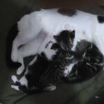 Beautiful Half Tabby Kittens!