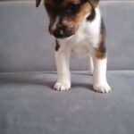Jack russell puppy male