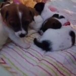 Jack russell puppies
