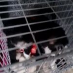 10 week old puppies