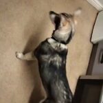 RJ the Huskamute