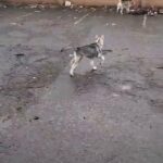 Reiko the Husky