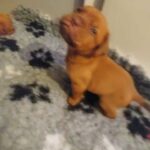 dogue de bordeaux