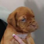 dogue de bordeaux