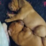 dogue de bordeaux pups