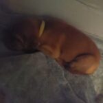 dogue de bordeaux