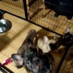 French bulldog pups