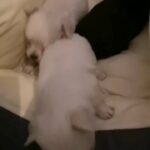 Chihuahua Long Coat pups