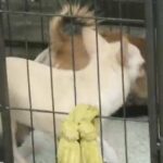 KC Chihuahua Girl Long Coat