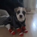 Lovely French bulldog, Chiuahua, Buchon friese mix, Zana