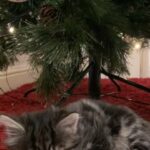 Maine coon kitten female last one