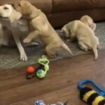 KC Lab Puppies - READY TO GO