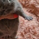 Lovely BSH blue babies for sale